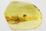 Detailed Fossil Spider (Araneae) In Baltic Amber #352845-1